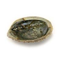 Coquillage d'abalone/Abalone Shell 5-6''