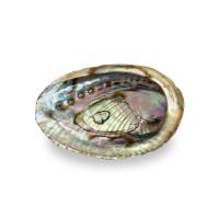 Coquillage d'abalone/Abalone Shell 4-5''